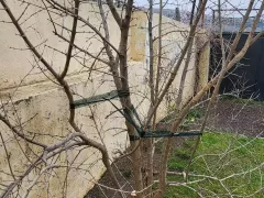 Привела в порядок свое гранатовое декрево