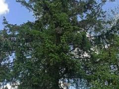 Ель 