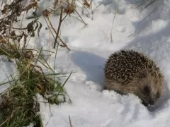 Спасение ёжика