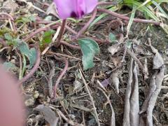 Цикламен кавказский