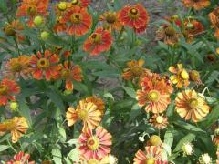 Гелениум (лат. Helenium)