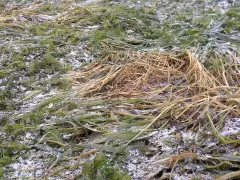 Сидераты делают свою работу