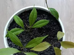 Личи подросли и радуют глаз