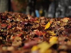 Осеннее одеяло сада