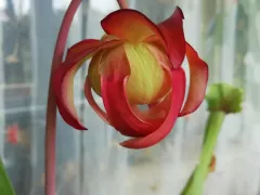 Хищные растения. Саррацения. 