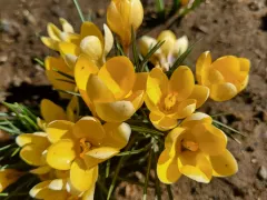 Сад встретил меня первыми крокусами