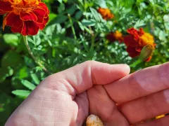 Ягодные "конфетки" ананасной земляники