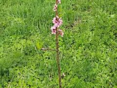 Зацвел второй персик и вишня