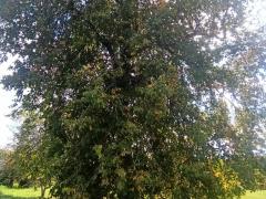 Липа мелколистная (Tilia cordata)