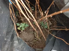 Хризантема, дубки, перезимовала в пакете.