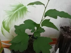 Черенку сортового гибискуса нравится в квартире. 