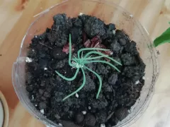 Сосны из семян. Пересадка сеянцев.