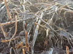 Земля под горчицей, оставленной на зиму