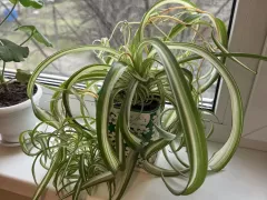 Хлорофитум кудрявый — мой зелёный вихрь