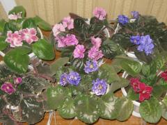 Узамбарская фиалка