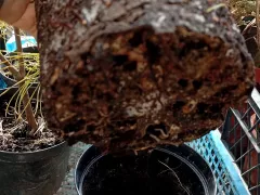 Корневая у сосны покрылась белым налетом, что с этим делать?