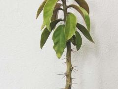 Переския крупнолистная (Pereskia Grandifolia)