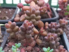 Внешность бывает обманчивой