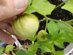Овощной физалис и мои планы на август