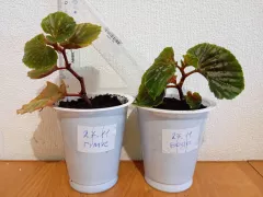 Эксперимент: влияние биогумуса на растения