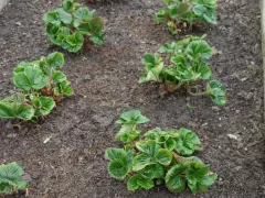 Еще раз о клубнике: чем подкармливать