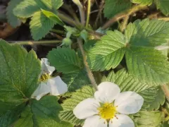 Второе цветение земклуники за сезон. 