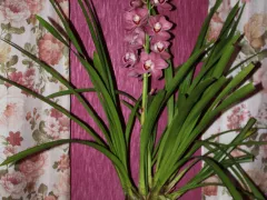 Изучаем новую орхидею-цимбидиум