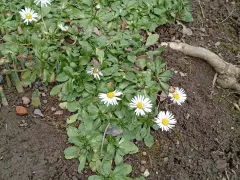 Ромашка почвопокровная, цветёт в Туапсинском районе круглый год.