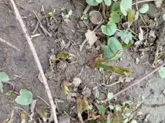 Мой морозник - "сова".