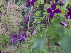 Мой первый клематис.