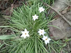 Цветёт Ифейон - белые звёздочки, как будто упали с неба.