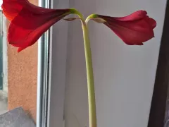 Гиппеаструм наконец-то расцвел