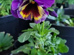  "Анютины глазки", или - пусть весна будет всегда со мной