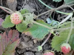 Земклуника в конце ноября не только продолжает цвести, но и начала плодоносить. 