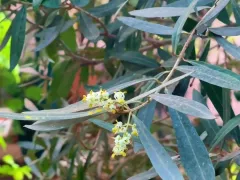 Олива европейская цветёт и даёт плоды