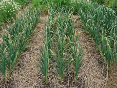 Еще раз о чесноке