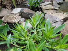 Новые растения в моем саду