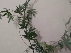 Пассифлора набирает силу