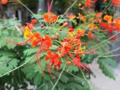 Цезальпиния прекраснейшая, лат. Caesalpinia pulcherrima