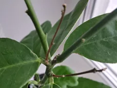 Почему мой лимон начал отсушивать ветки.