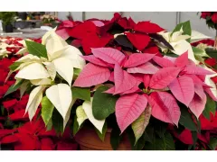 Как ухаживать за Рождественской звездой, или пуансеттией 