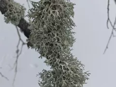 Эверния сливовая - полезный лишайник на деревьях