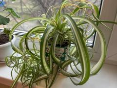Хлорофитум кудрявый (Chlorophytum comosum «Bonnie»)