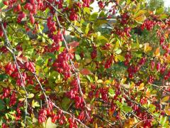 Барбарис амурский (Berberis amurensis)