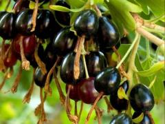 Смородина золотистая