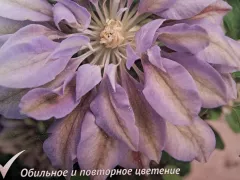 Мой новый клематис снова посажу на передержку.