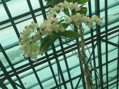 Клеродендрум Томпсона цветёт в декабре!