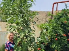 Подсолнечник тянется все выше!
