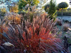 Осенний сад и язык злаков