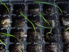 Морским нарциссам уже три недели!